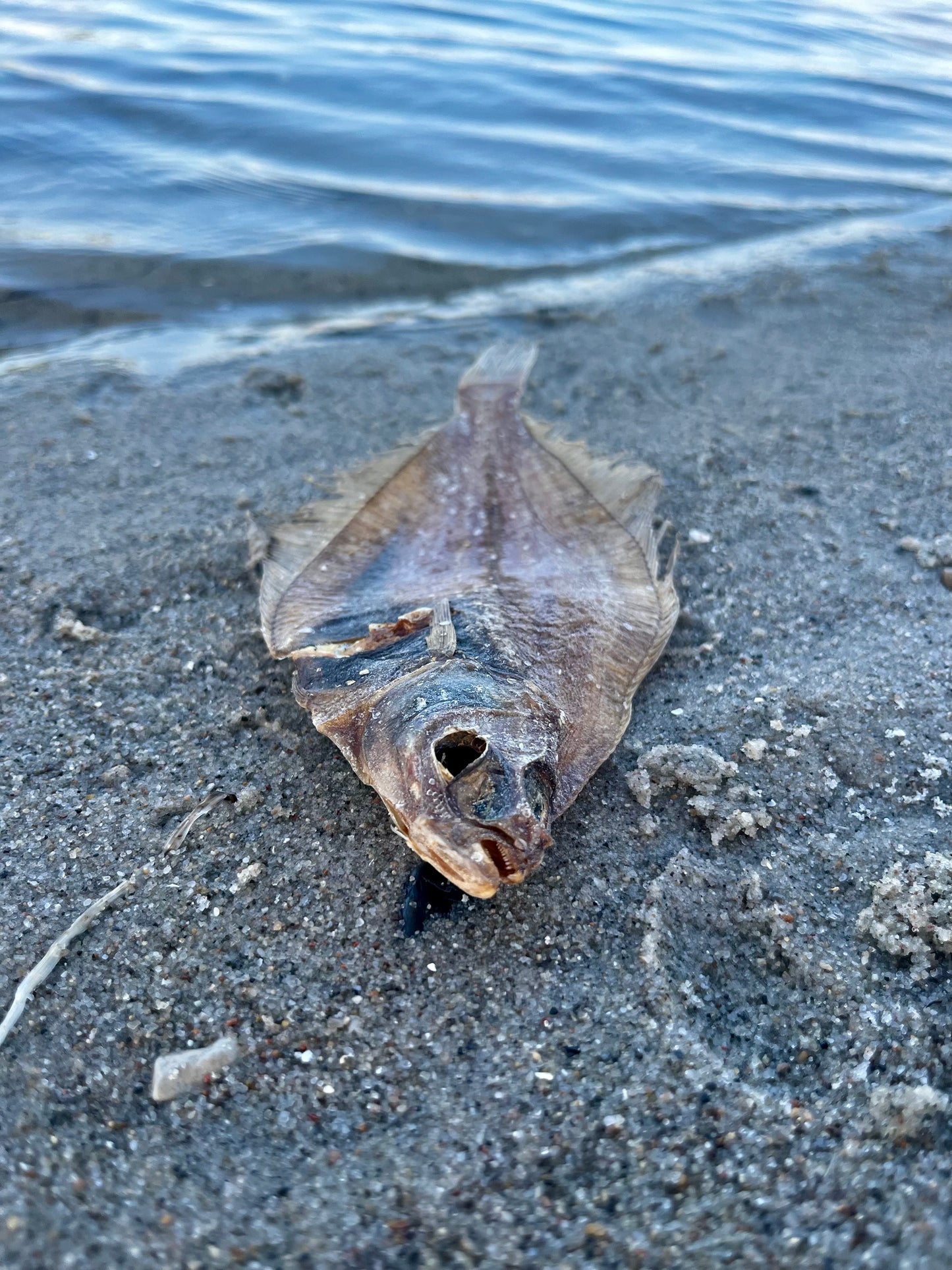 Tørret fladfisk til hunde ved havet – naturlig fiskesnack