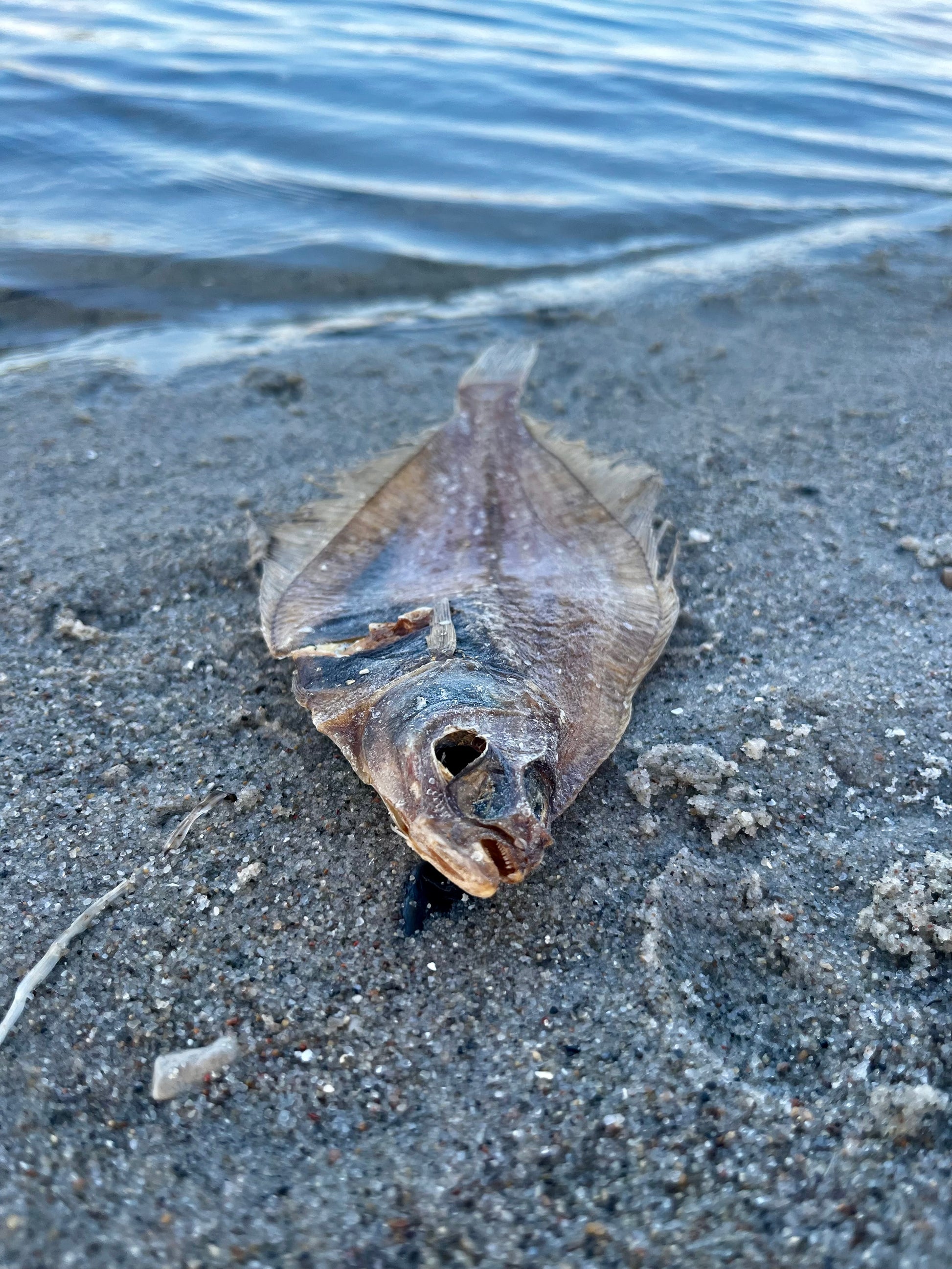 Tørret fladfisk til hunde ved havet – naturlig fiskesnack