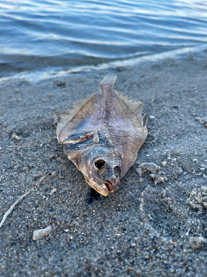 Tørret fladfisk til hunde ved havet – naturlig fiskesnack