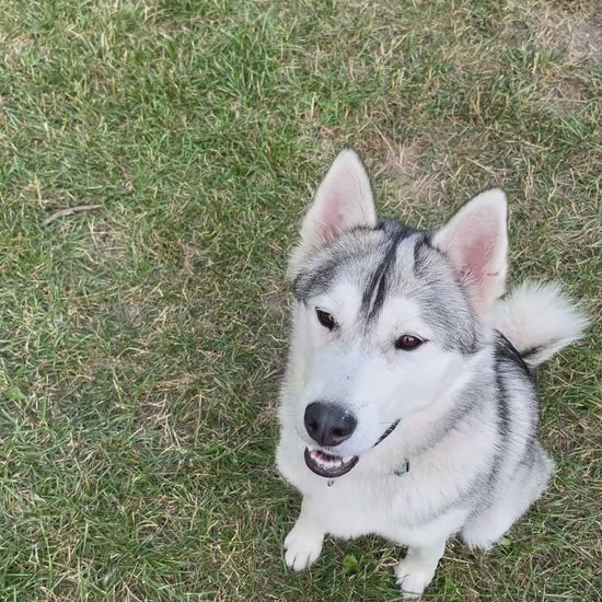 Husky får en WuffItUp Hvilling – naturlig tørret fiskesnack til hunde