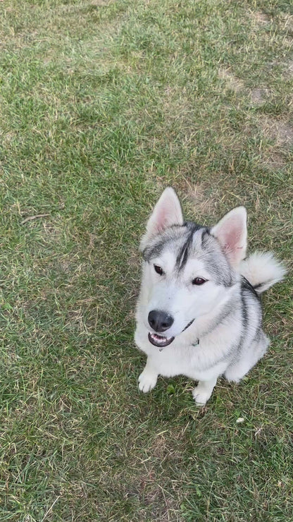 Husky får en WuffItUp Hvilling – naturlig tørret fiskesnack til hunde