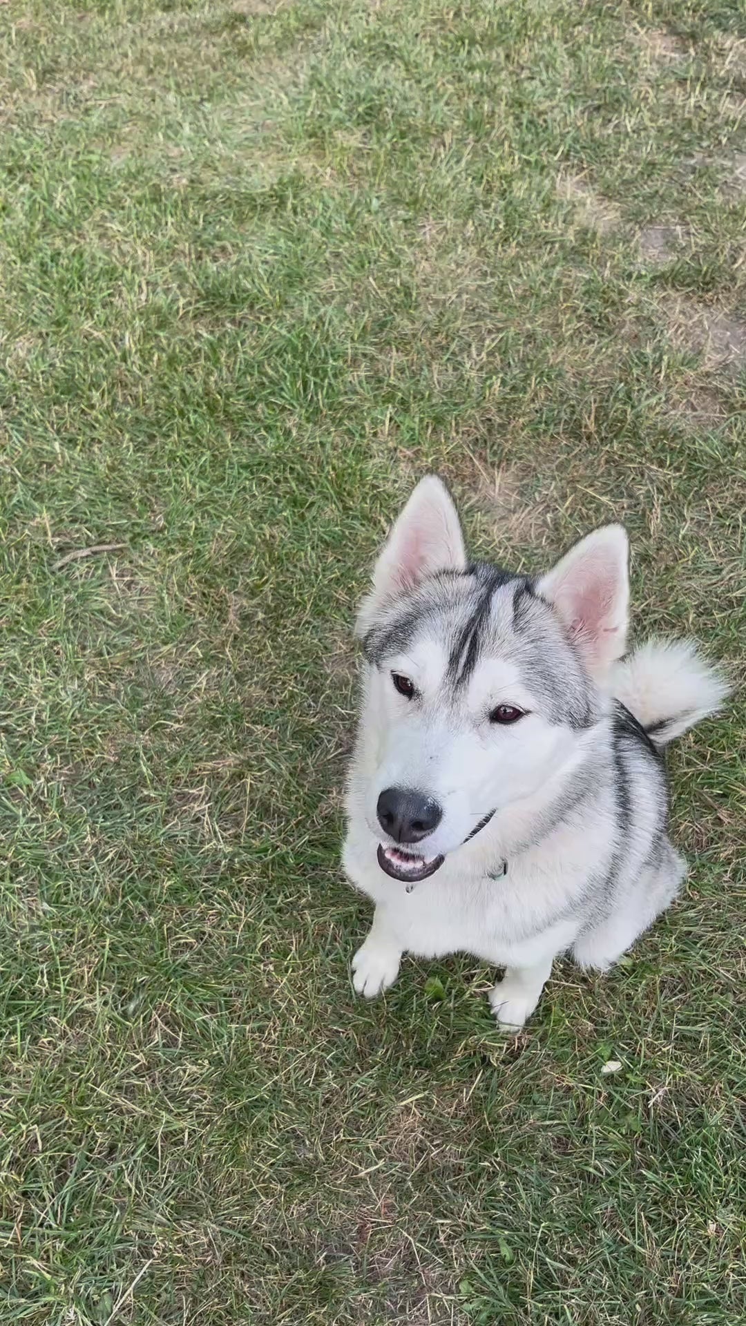 Husky får en WuffItUp Hvilling – naturlig tørret fiskesnack til hunde