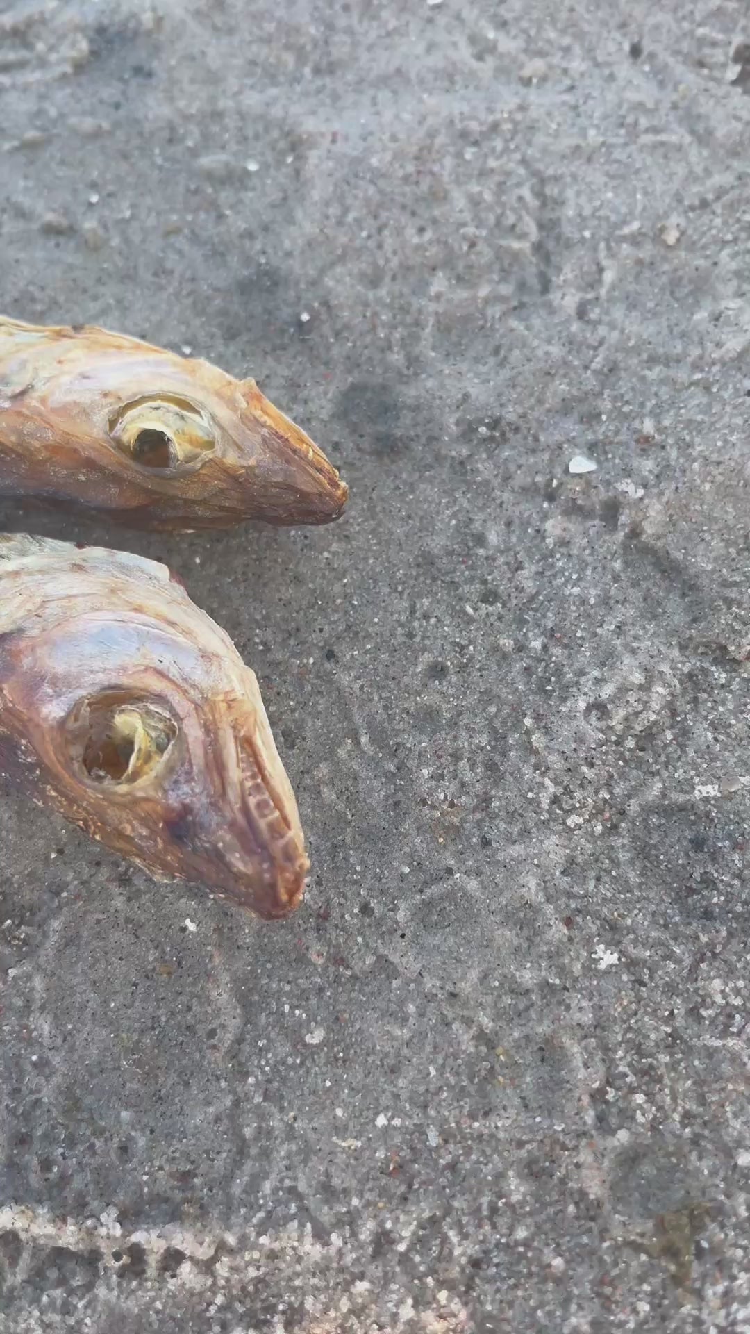 WuffItUp Hvilling – naturlig tørret fiskesnack til hunde