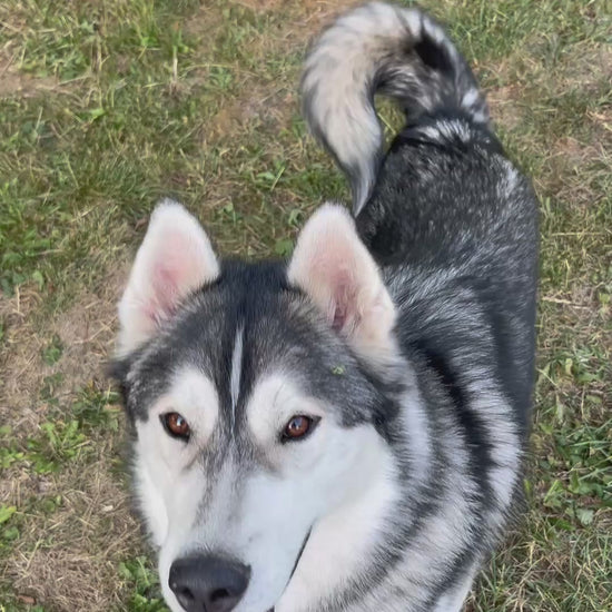 Husky får WuffItUp tørret fladfisk som hundesnack