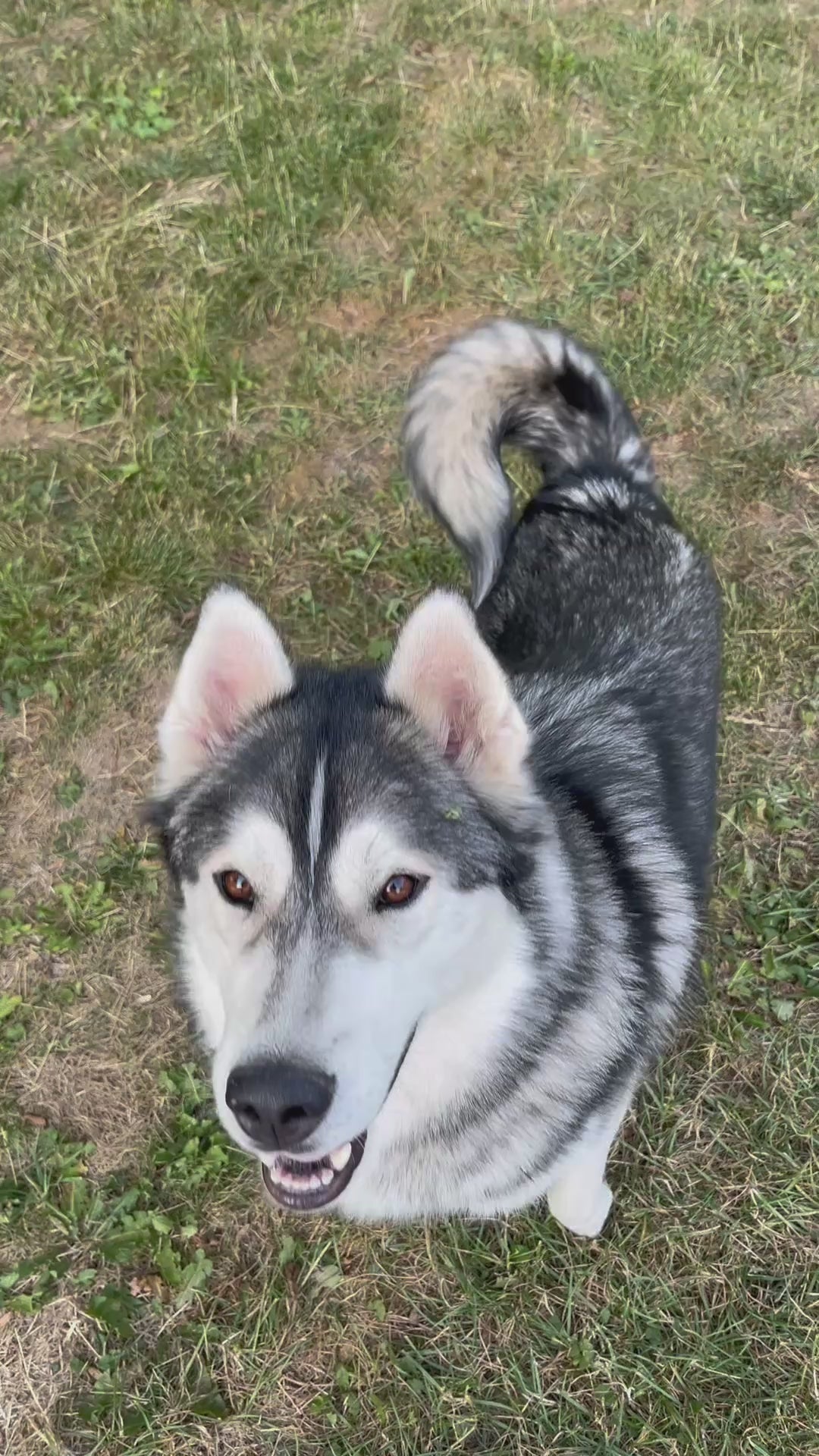Husky får WuffItUp tørret fladfisk som hundesnack
